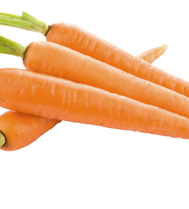 Carrot